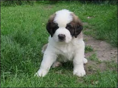 Comment se nomme la race de ce chiot ?