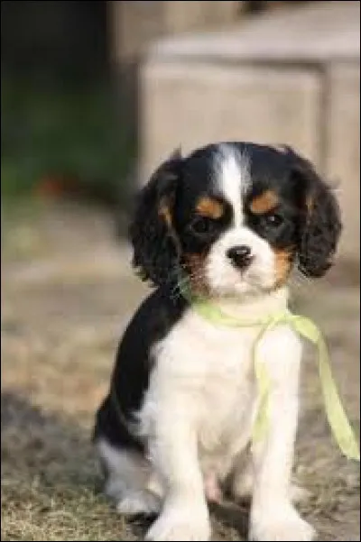 Quel est le nom de la race de chiot ?