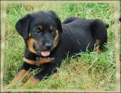 Comment se nomme la race de ce chiot ?