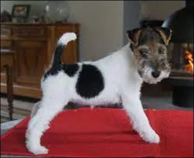 Quel est le nom de la race de chiot ?