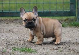 Quiz Chiens