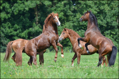 Le bébé du cheval se nomme :