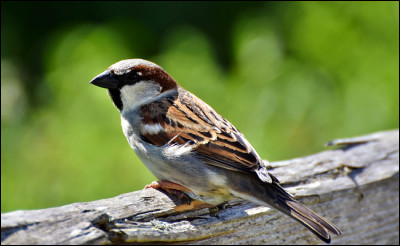 Et enfin, comment se nomme le petit de l'oiseau ?
