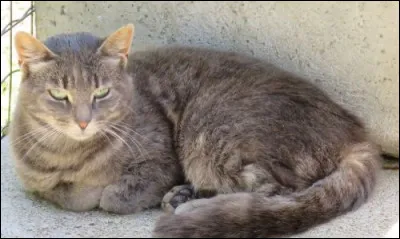 Quel métier préfères-tu entre eux ?