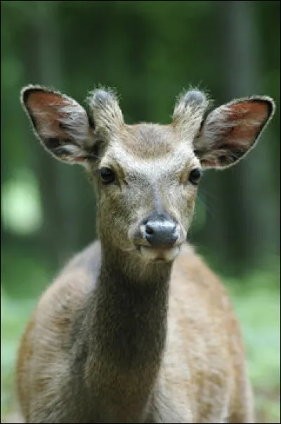 Comment se nomme une vieille biche ou une vieille jument stérile ?