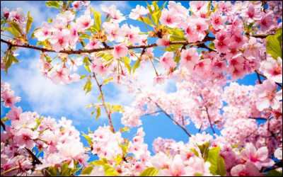 En quel mois commence le printemps ?