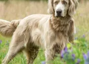 Quiz Vrai ou faux sur les chiens