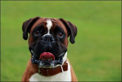 Tous les chiens savent nager dès la naissance.