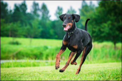 Un chien en appartement est forcément malheureux.