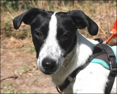 Si mon animal ne sort jamais, inutile de le faire vacciner ou identifier.