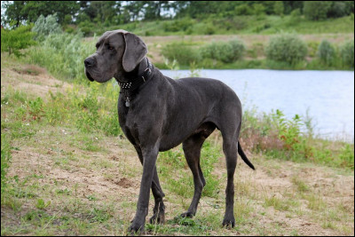 Les chiens voient en noir et blanc.