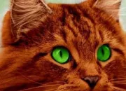 Quiz Les races de chats (2)