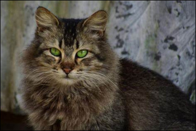 À qui nous fait-il penser ?