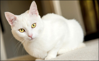 De quelle race est ce chat surnommé "chat des rois" au pelage blanc uniquement ?