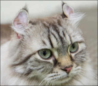 Lui, c'est le chat aux oreilles repliées ! On le reconnaît bien, c'est le...