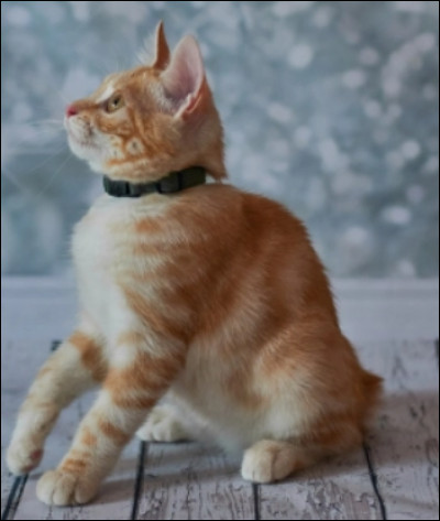 Quel est ce chat, surtout connu aux États-Unis, à la queue courte ?