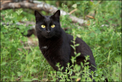 Tiens ! Il ressemble à Nuage de Jais, dans La Guerre des Clans ! De quelle race est-il ?