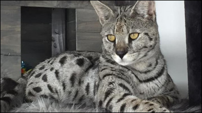 C'est une race plutôt récente : laquelle est-ce ?