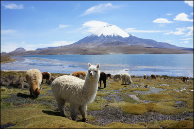 [Histoire] — Quelle est cette civilisation des Andes, qui peuplait autrefois une partie de la Bolivie actuelle ?
