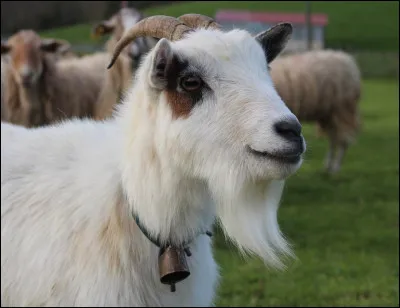 Cet animal est drôle non ?