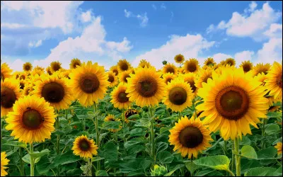 Ces fleurs sont les tournesols.
