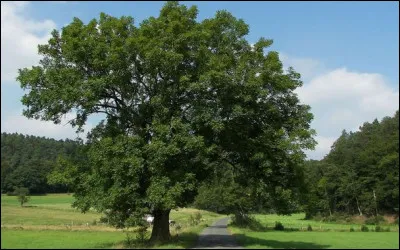 Phrénisme était le synonyme de...