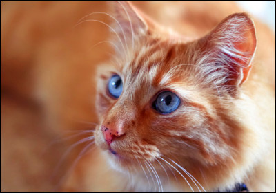 Où va-t-elle après sa mort ?