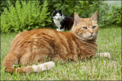 Si tu as dit qu'elle se réincarnait, alors en qui ?