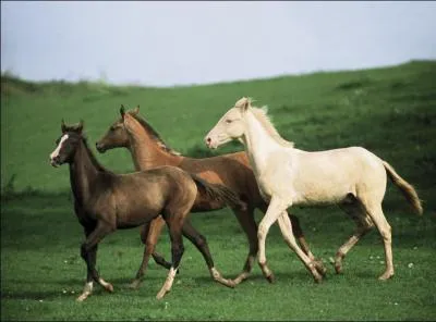 Ce cheval est un :