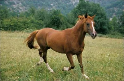 Ce cheval est un :