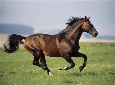 Ce cheval est un :