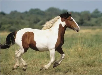 Ce cheval est un :