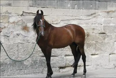 Ce cheval est un :