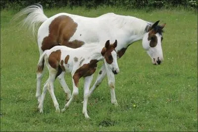 Ce cheval est un :