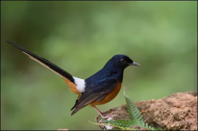 Oiseau de l'ordre des passereaux d'Asie :