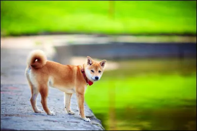 Chien originaire du Japon, à la queue enroulée sur elle-même :
