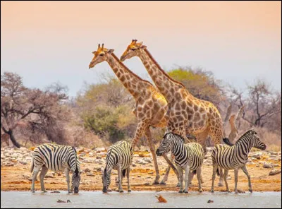 Ton animal terrestre préféré est :