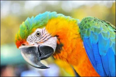 Ton animal aérien préféré est :