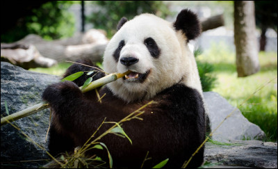 Comment appelle-t-on le petit du panda ?