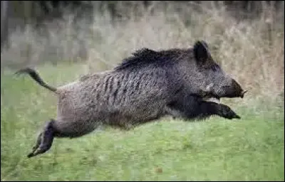 Maintenant trouve le nom du bébé sanglier.