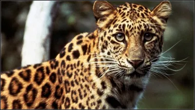 Quel animal préfères-tu ?