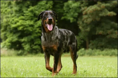 Quelle est cette race de chien ?