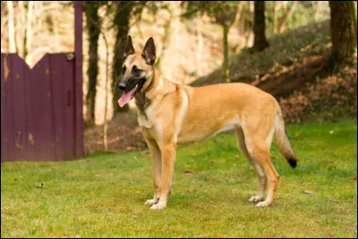 Quelle est cette race de chien ?