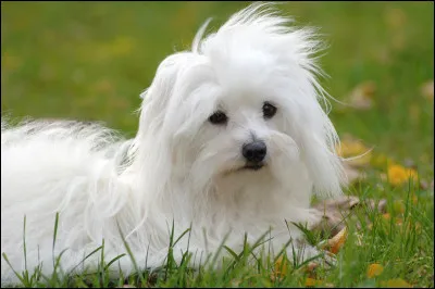 Quelle est cette race de chien ?