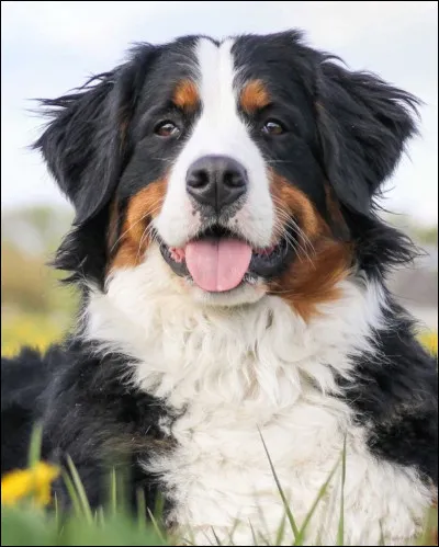 Quelle est cette race de chien ?