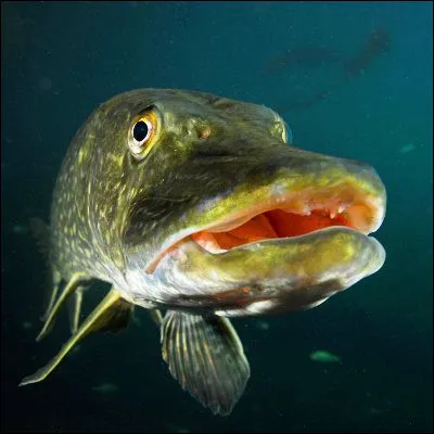 Quel pr&eacute;dateur marin, ressemblant &agrave; un brochet, est aussi appel&eacute; sphyr&egrave;ne ?