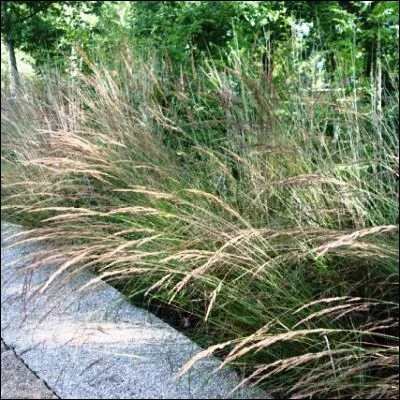 Quelle surface dense de gramin&eacute;es peut &ecirc;tre tondue &agrave; l�anglaise ?