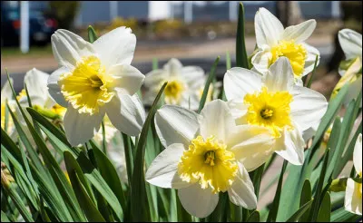 Narcisse, un nom de fleur pouvant être donné à un garçon (le seul à ma connaissance). Dans quelle mythologie rencontre-t-on Narcisse, le jeune homme amoureux de son reflet ?