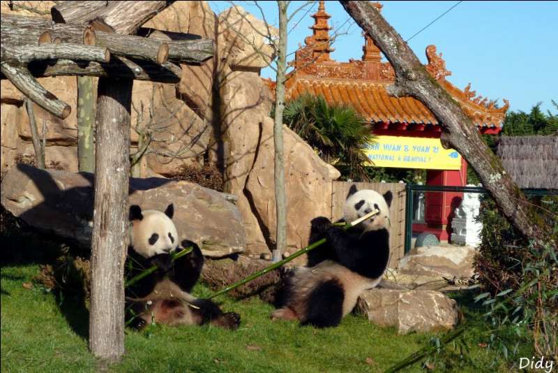 Pourquoi les pandas sont en voie d'extinction ?