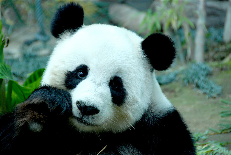 Pourquoi le panda a la couleur noire autour des yeux, sur les oreilles et ses pattes ?